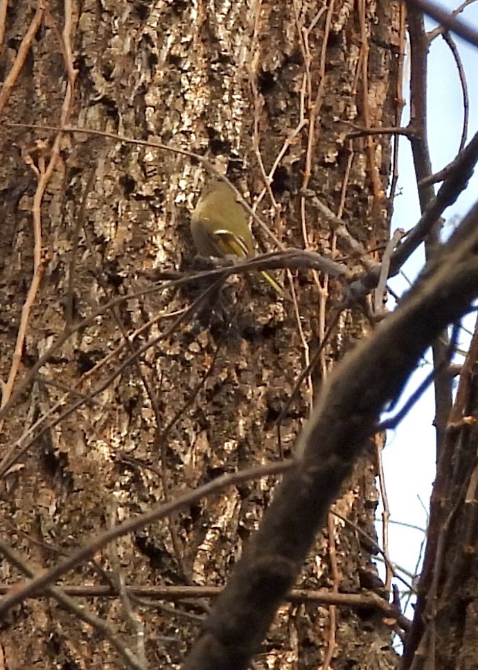 Ruby-crowned Kinglet - ML647202468