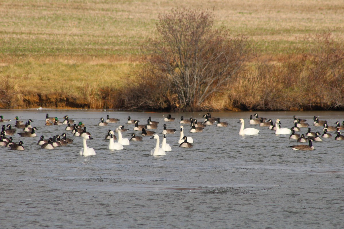 Tundra Swan - ML647202471