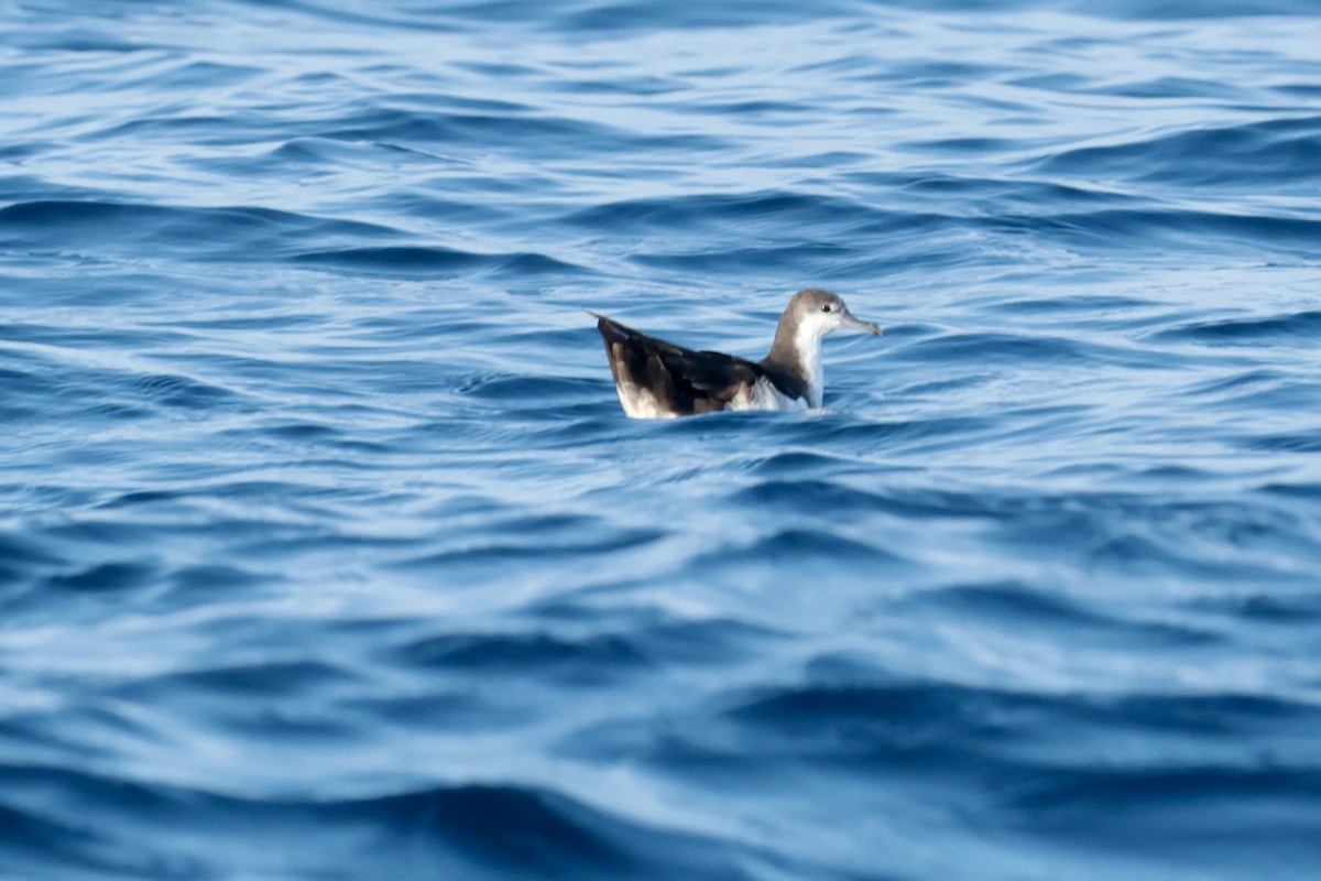 Puffin des Galapagos - ML647202476