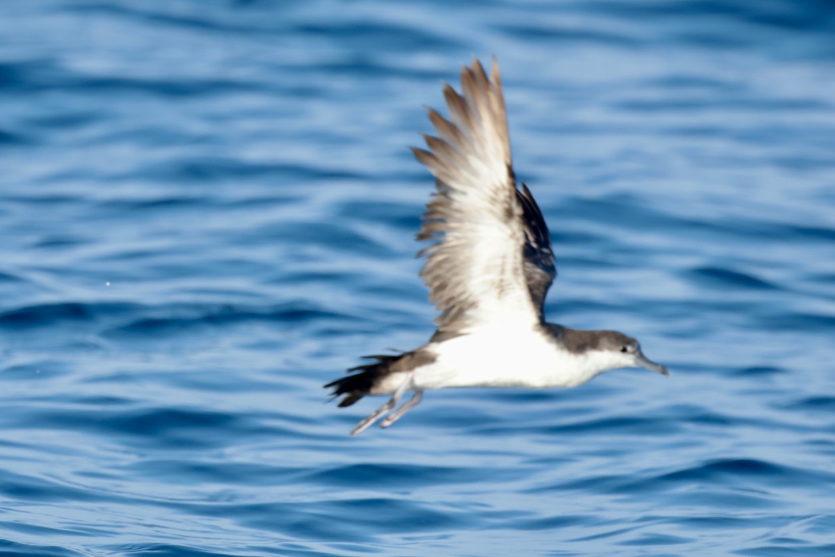 Puffin des Galapagos - ML647202477