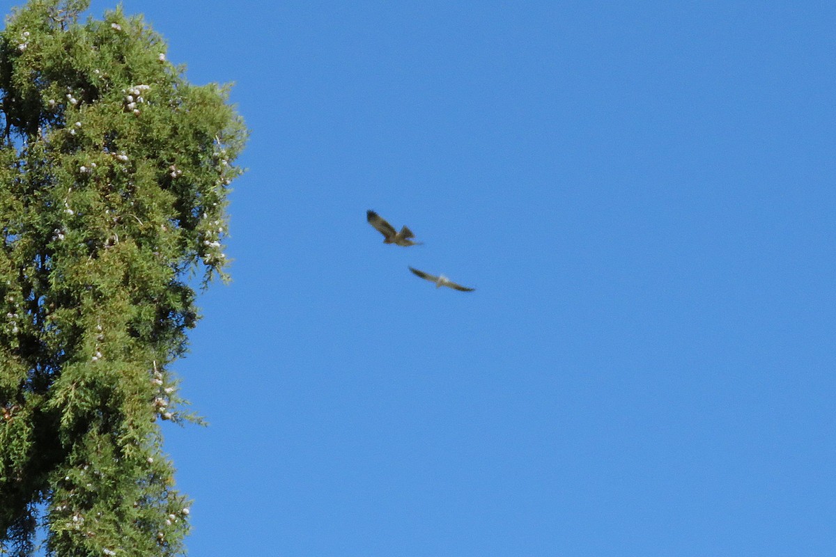 Little Eagle - ML647202478