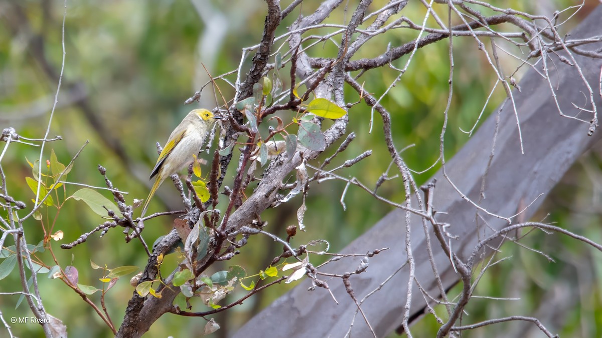 hvitsmykkehonningeter - ML647202479