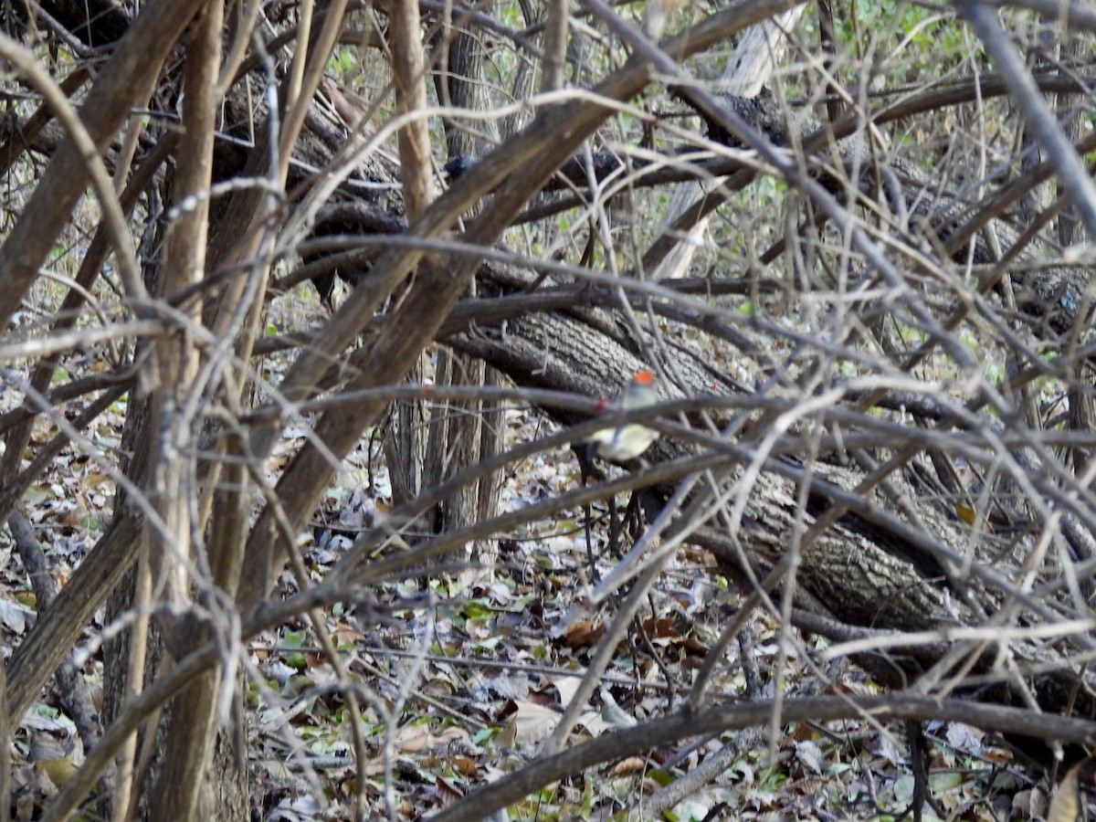 Ruby-crowned Kinglet - ML647202480