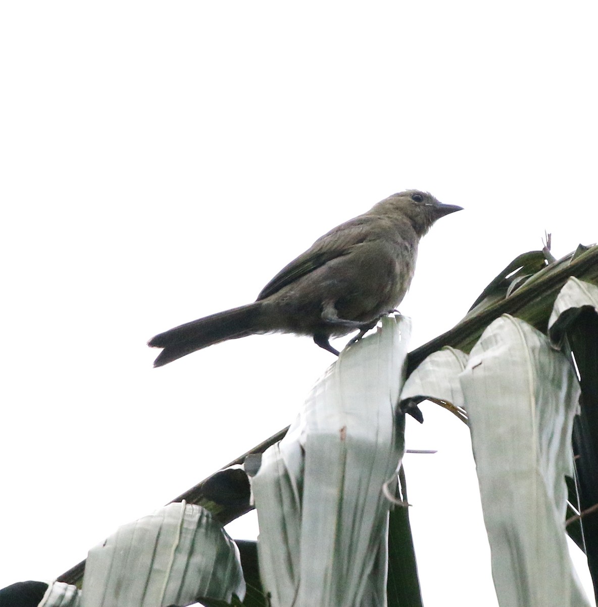 Palm Tanager - ML647202482