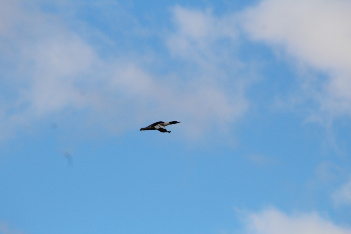 Common Merganser - ML647202483