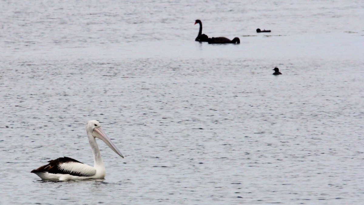 Australian Pelican - ML647202487