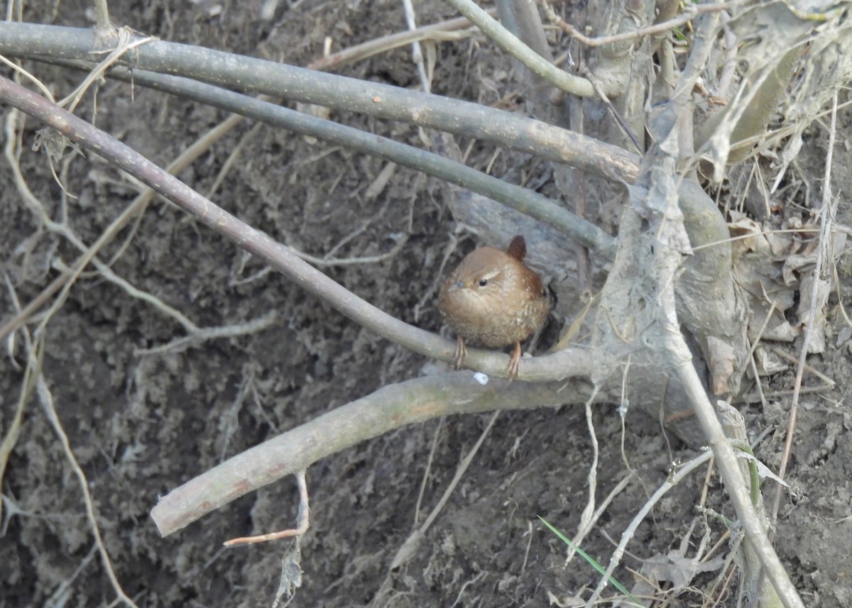 Winter Wren - ML647202490