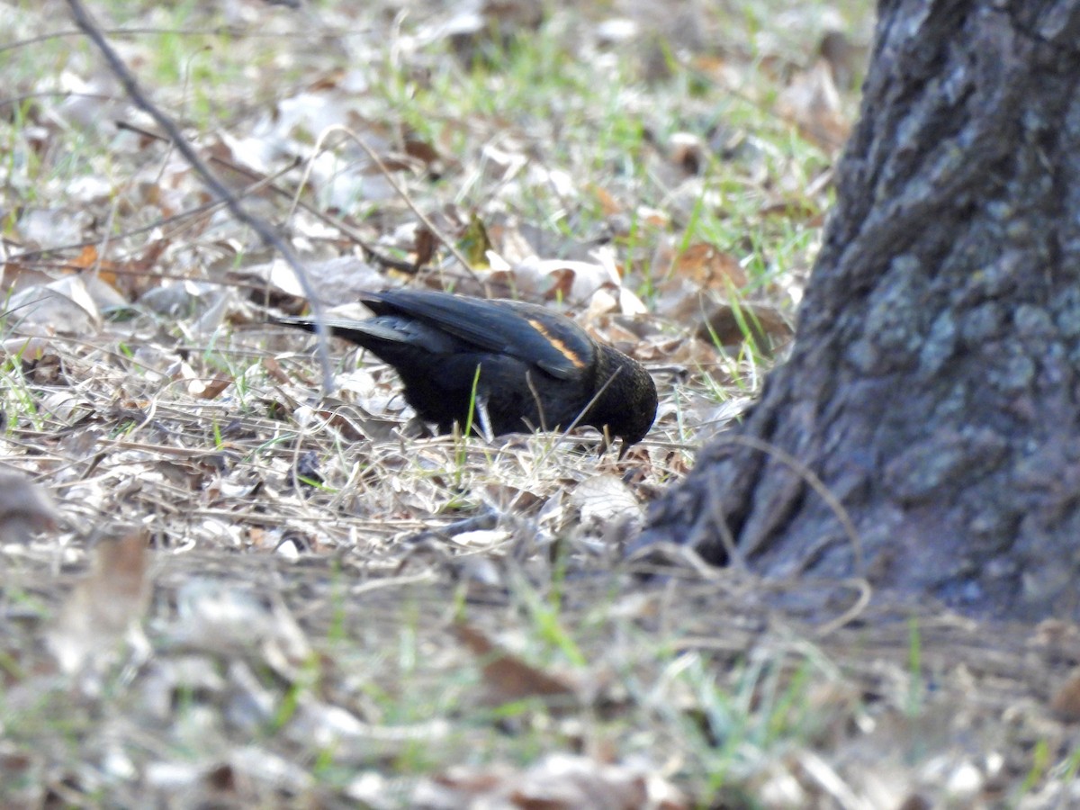 Red-winged Blackbird - ML647202501