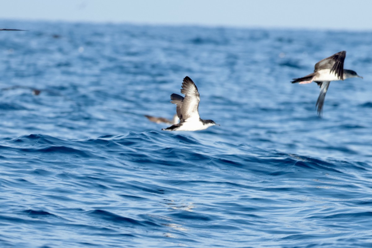 Puffin des Galapagos - ML647202559