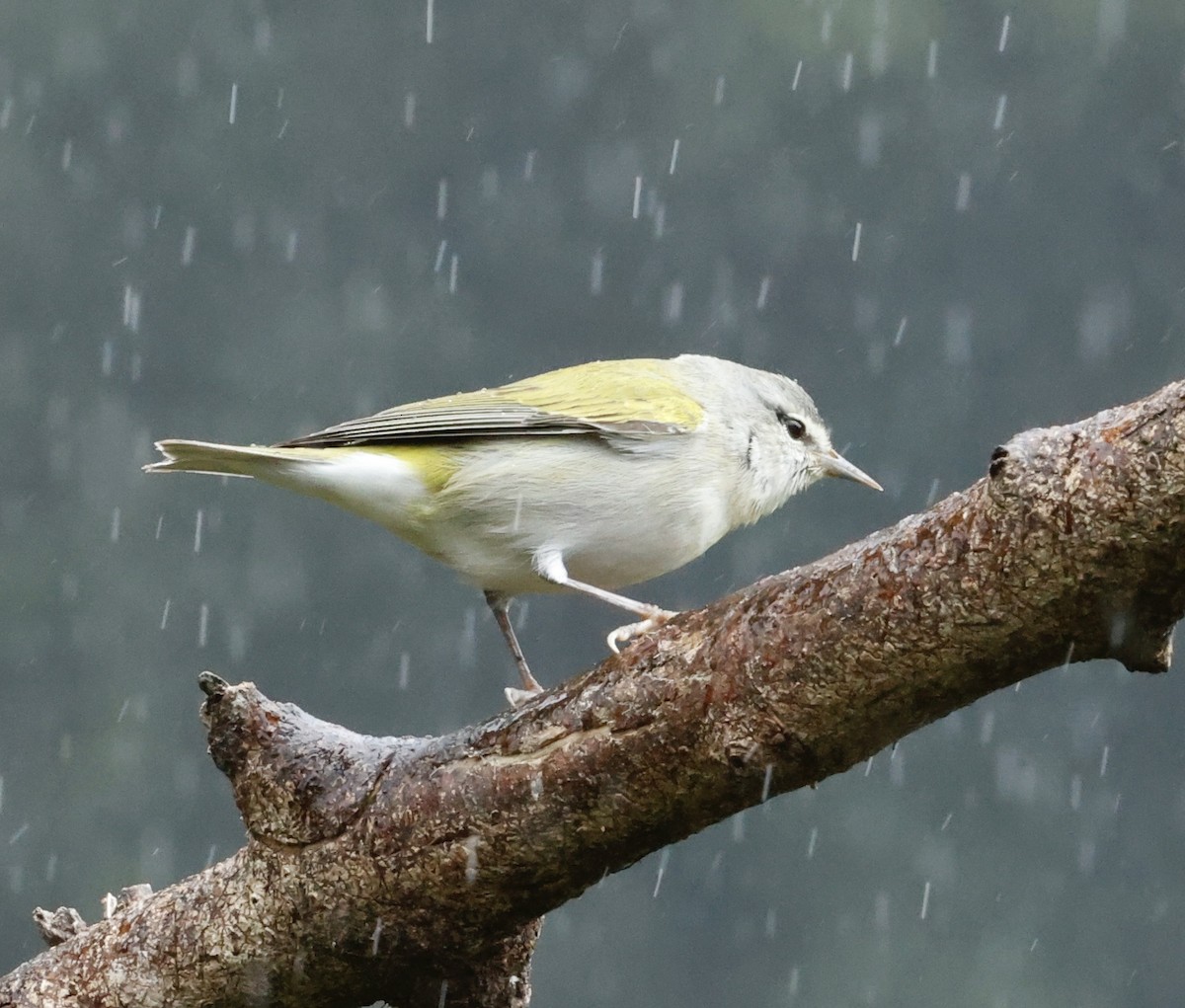 Червоїд світлобровий - ML647202570