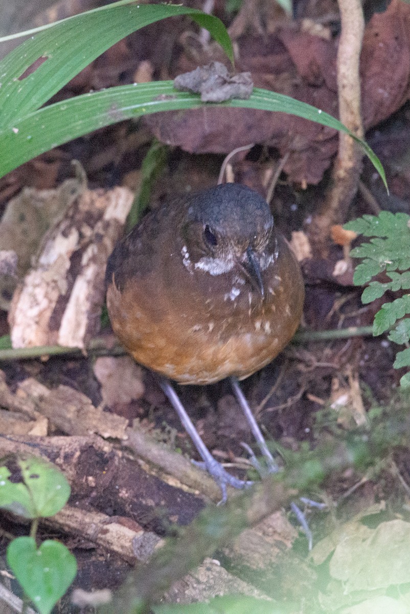 Moustached Antpitta - ML647202622