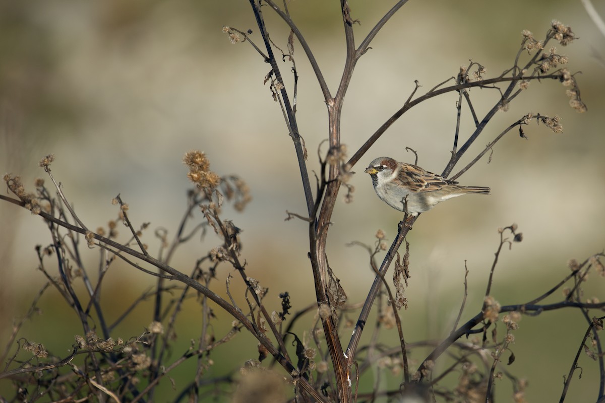 דרור הבית - ML647202624