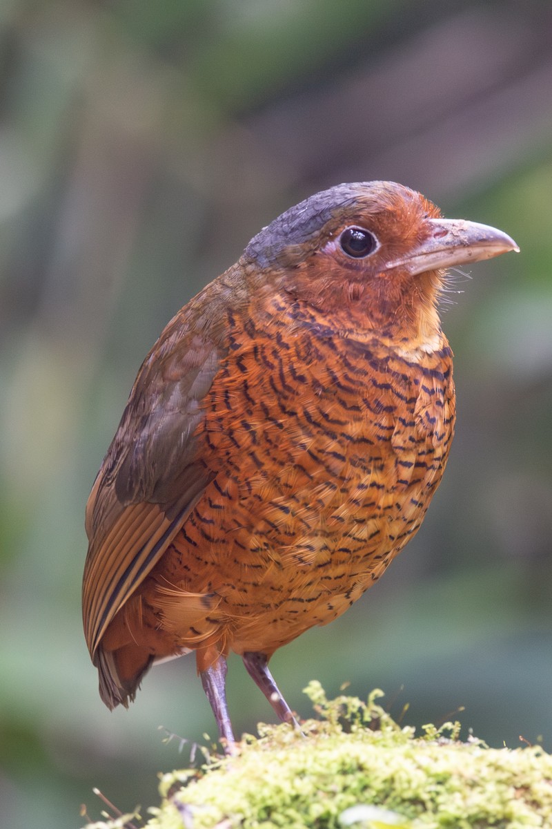 Мурашниця еквадорська - ML647202625