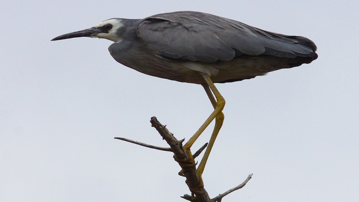 White-faced Heron - ML647202629