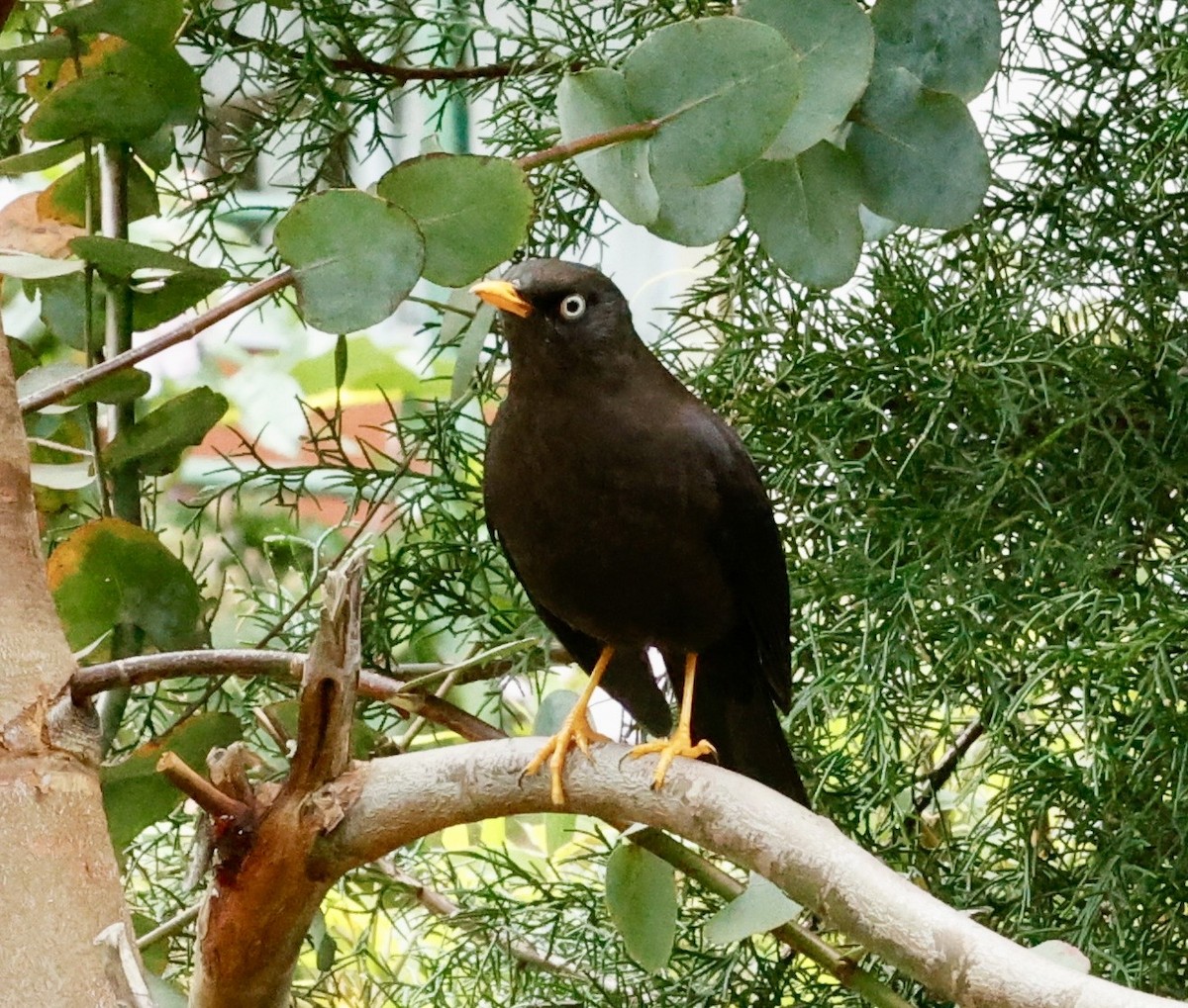 Sooty Thrush - ML647202631