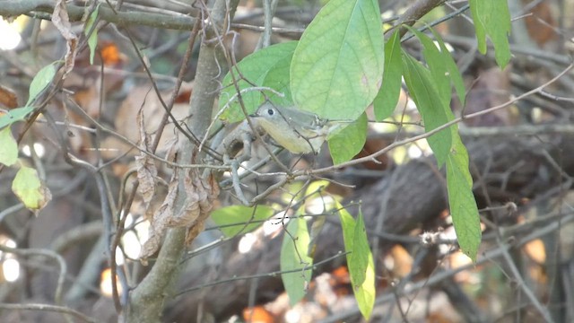מלכילון אמריקני - ML647202640