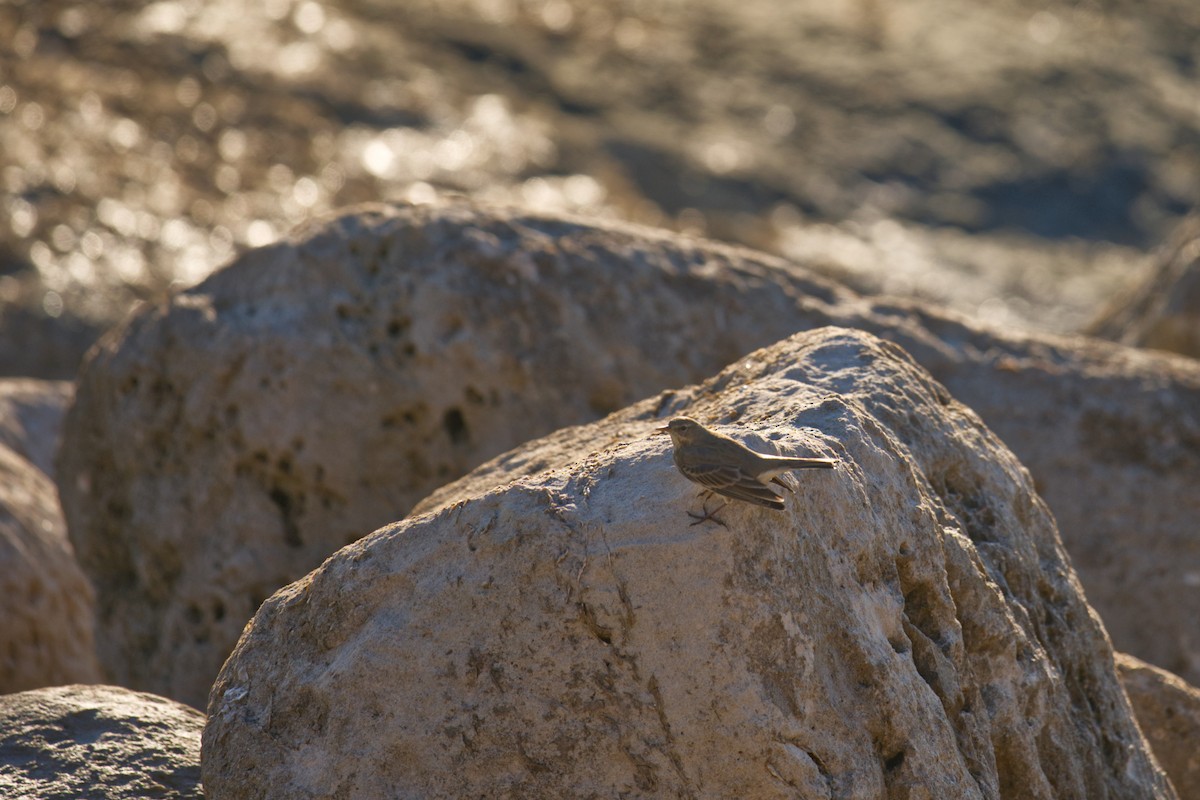 Rock Pipit - ML647202648