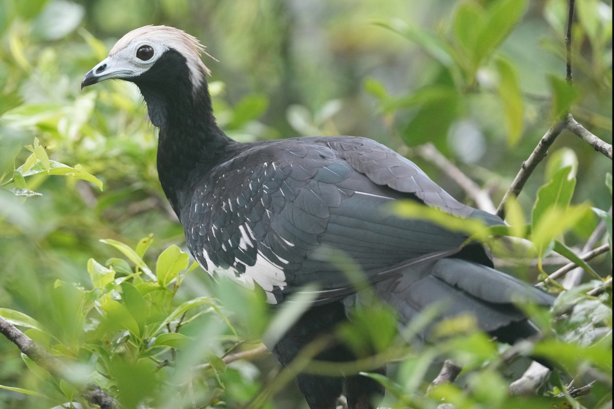 blåstrupehokko - ML647202649