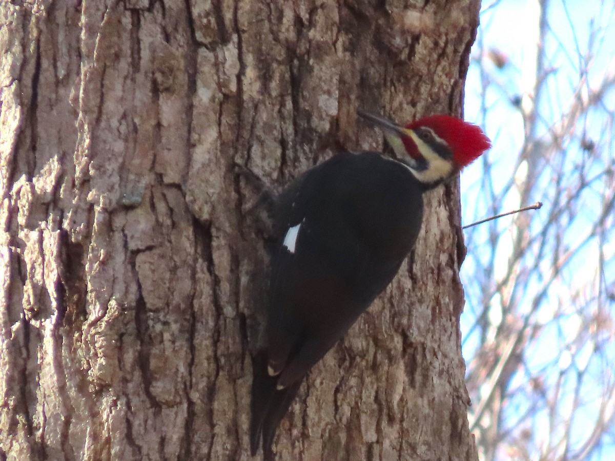 Pileated Woodpecker - ML647202652