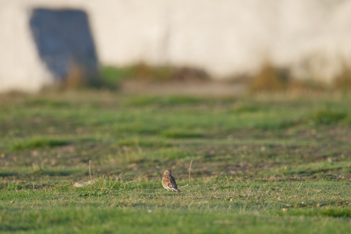 ムネアカヒワ - ML647202655