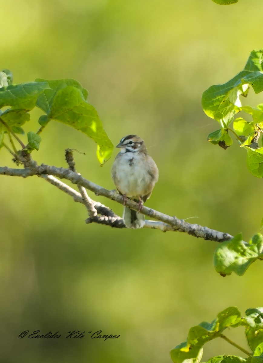 Lark Sparrow - ML647202667