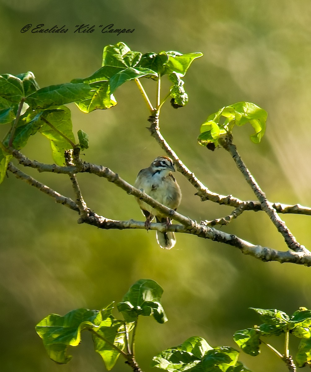 Lark Sparrow - ML647202669