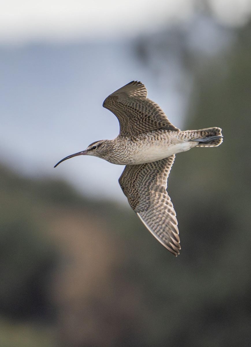 Hudsonian Whimbrel - ML647202671