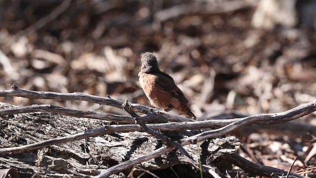 Rufous Treecreeper - ML647202672