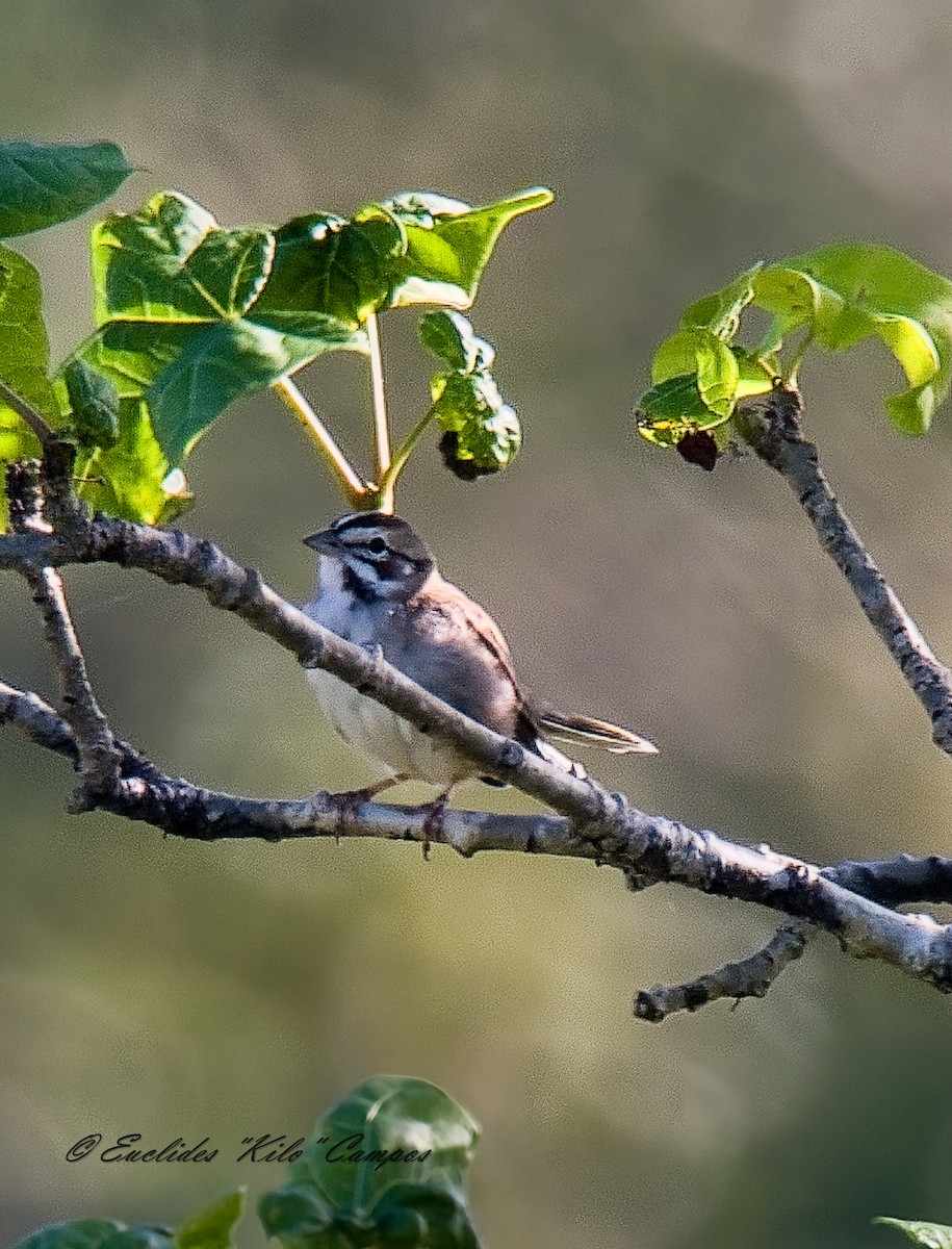 Lark Sparrow - ML647202675