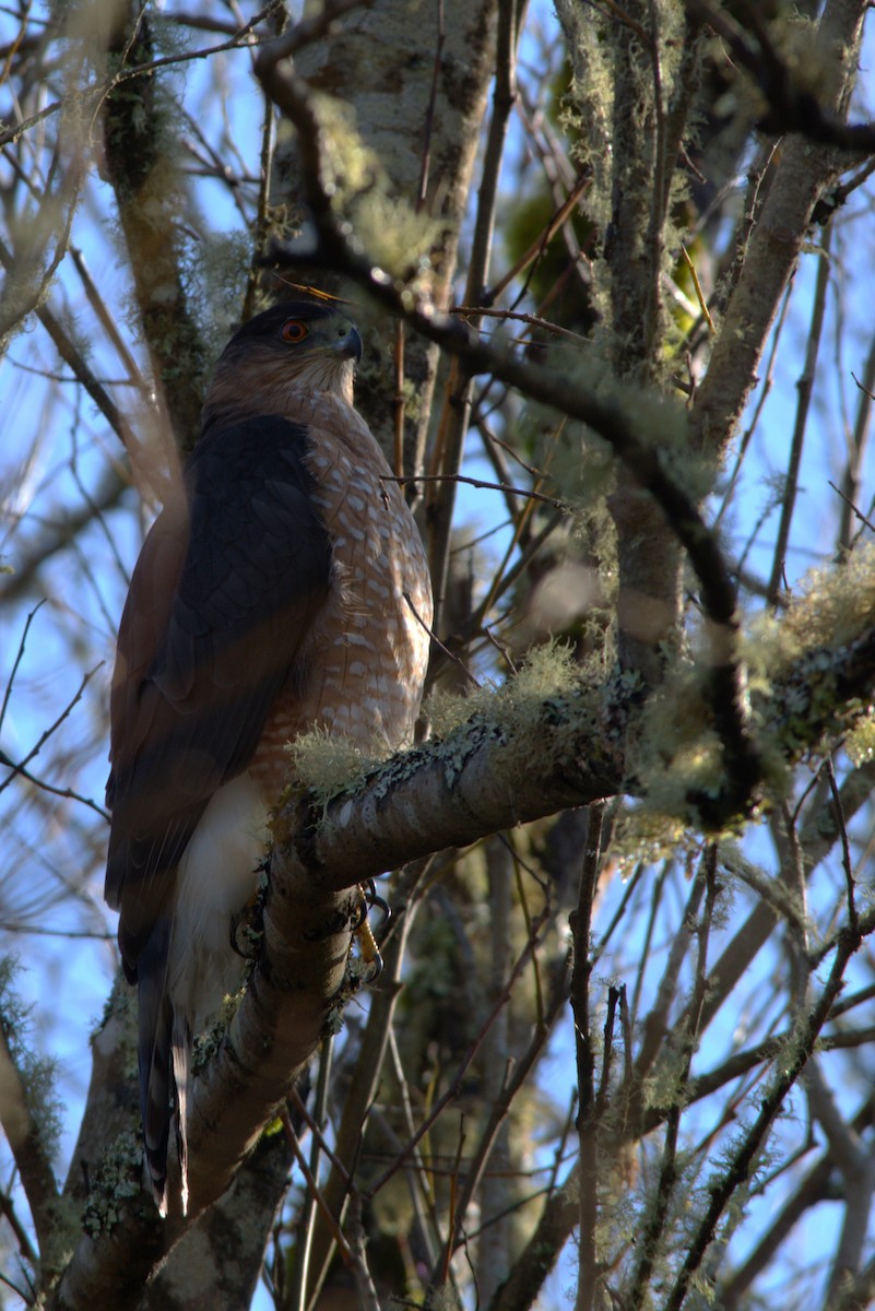 Cooper's Hawk - ML647202677