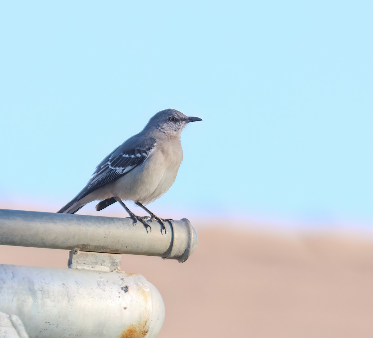 Northern Mockingbird - ML647202678