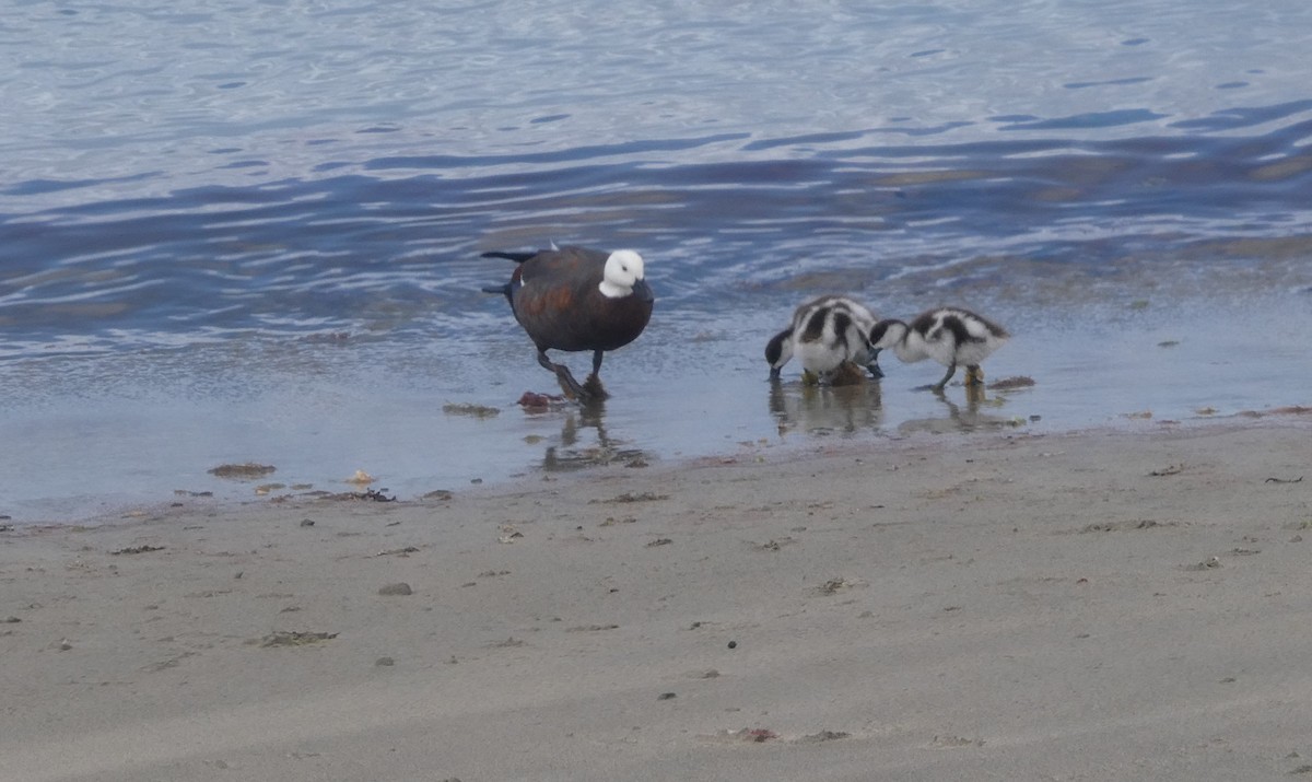 クロアカツクシガモ - ML647202680