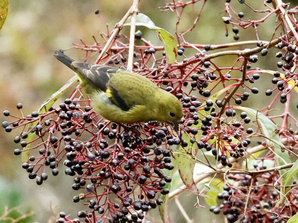 Yellow-bellied Siskin - ML647202698