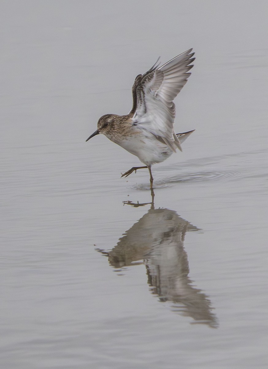 Least Sandpiper - ML647202708