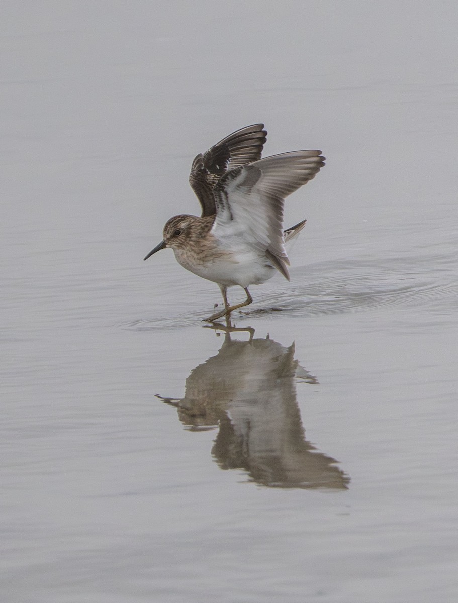 Least Sandpiper - ML647202709