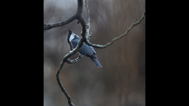 שלדג אמריקני - ML647202715