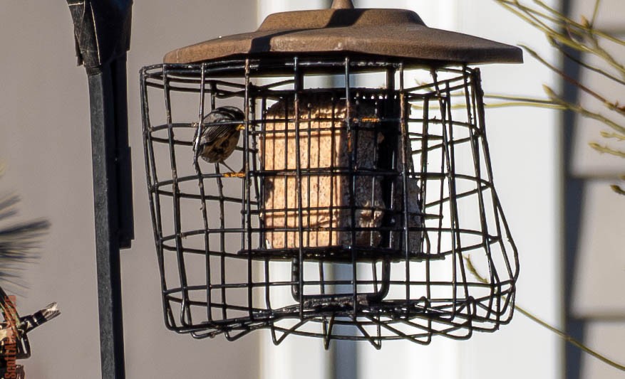 Yellow-throated Warbler - ML647202727