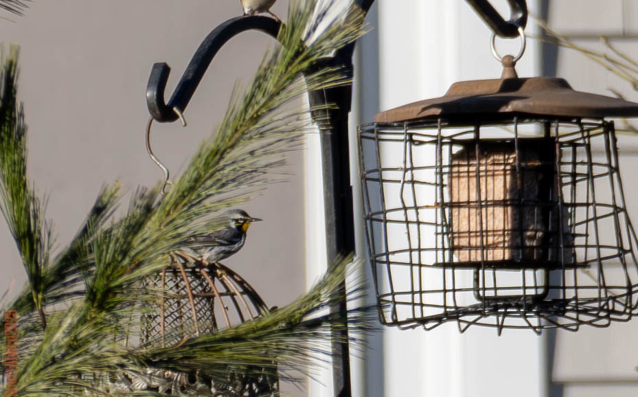 Yellow-throated Warbler - ML647202728