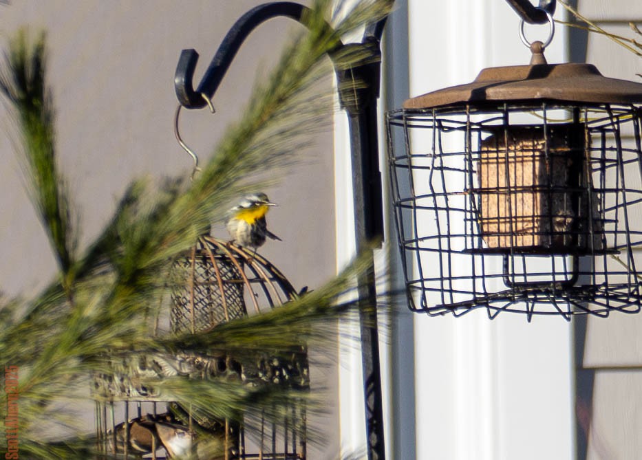 Yellow-throated Warbler - ML647202729