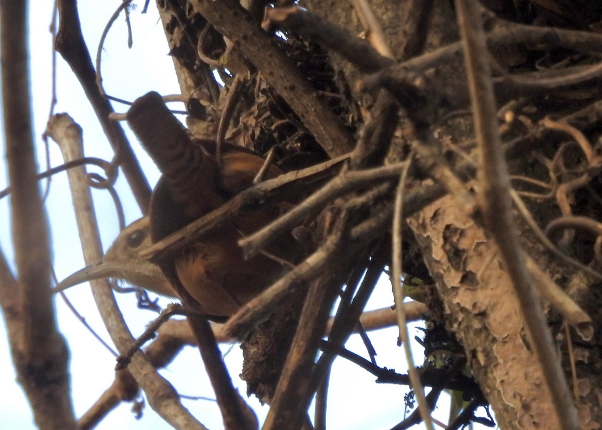 Carolina Wren - ML647202730