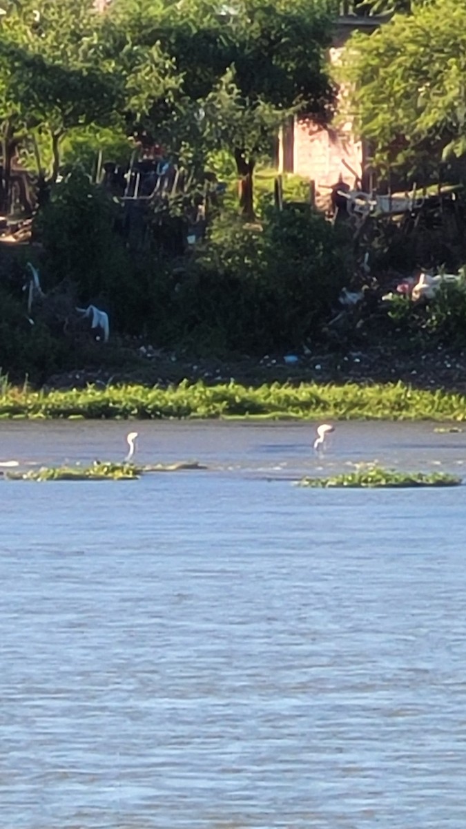 Chilean Flamingo - ML647202732