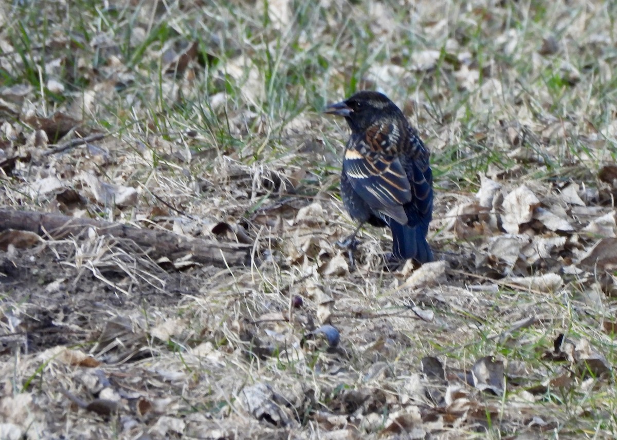 Red-winged Blackbird - ML647202733