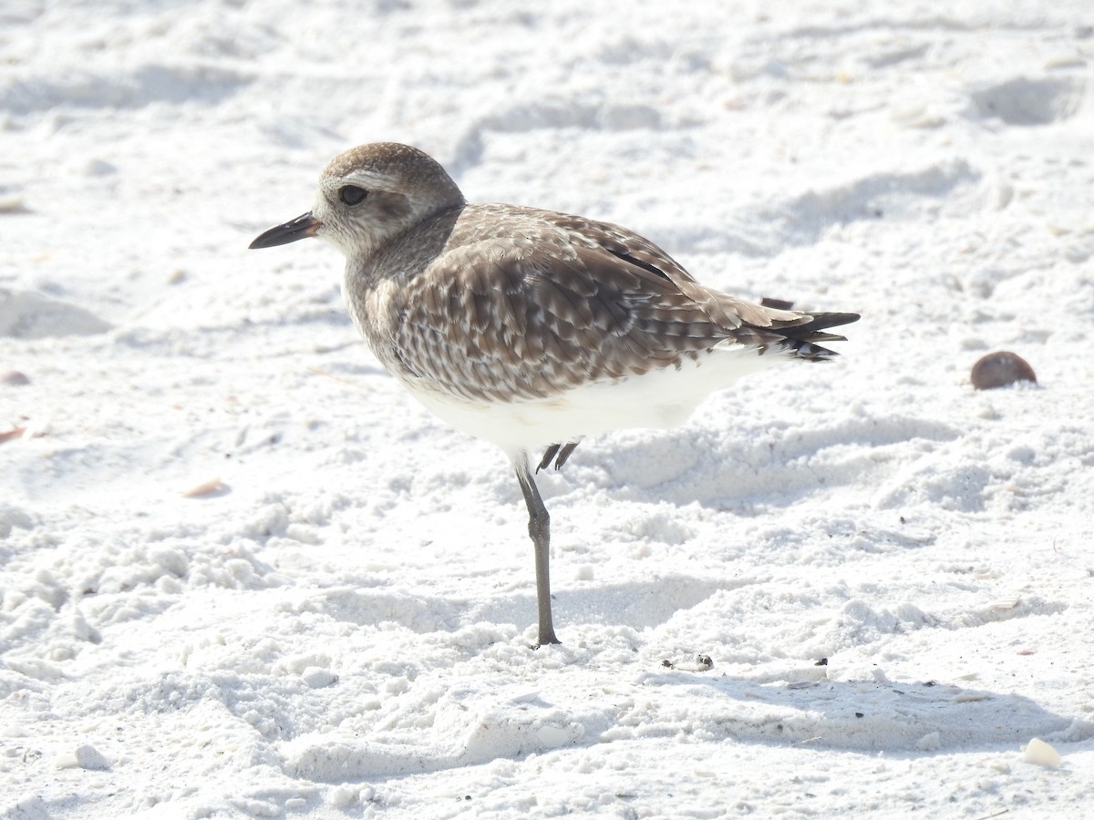 Black-bellied Plover - ML647202737