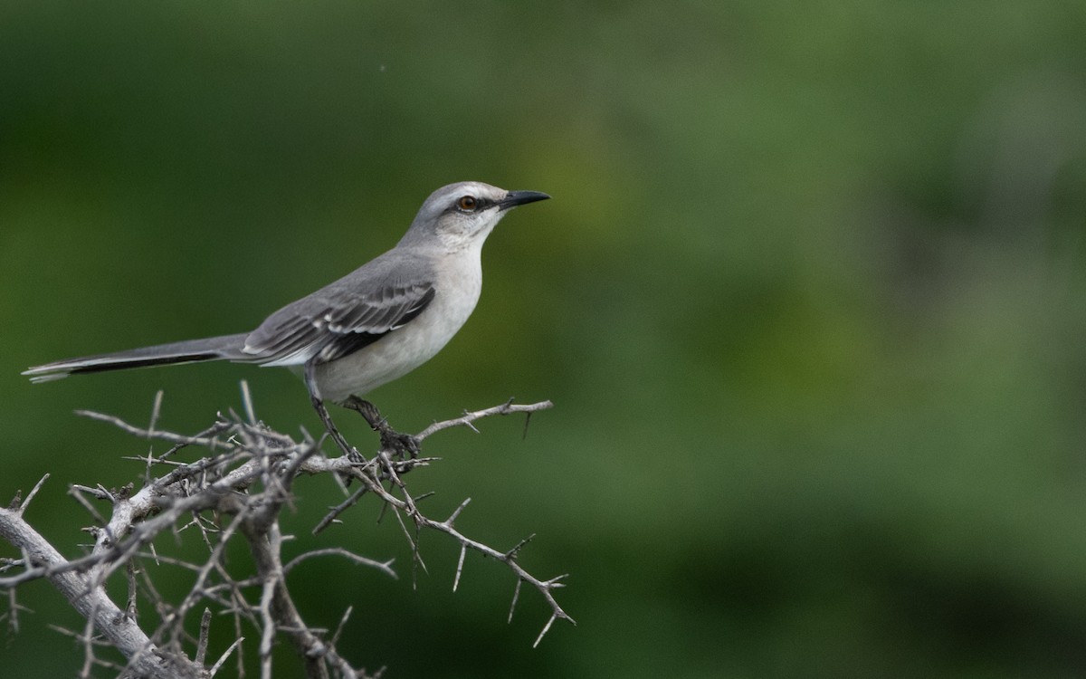 Tropikal Taklitçi - ML647202740