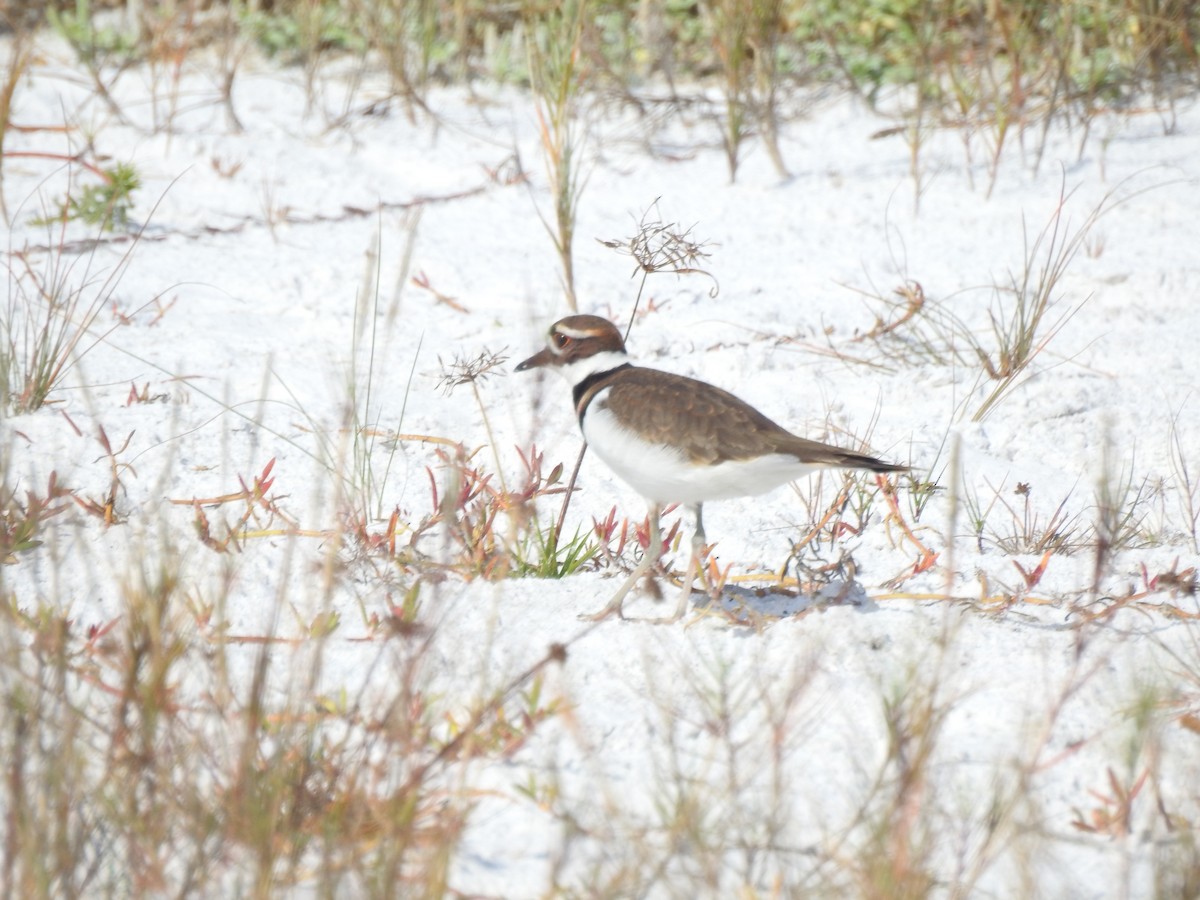 Killdeer - ML647202741