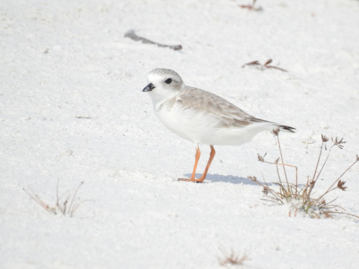 Piping Plover - ML647202747