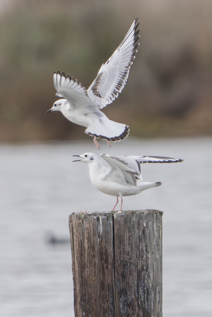 Bonaparte's Gull - ML647202749