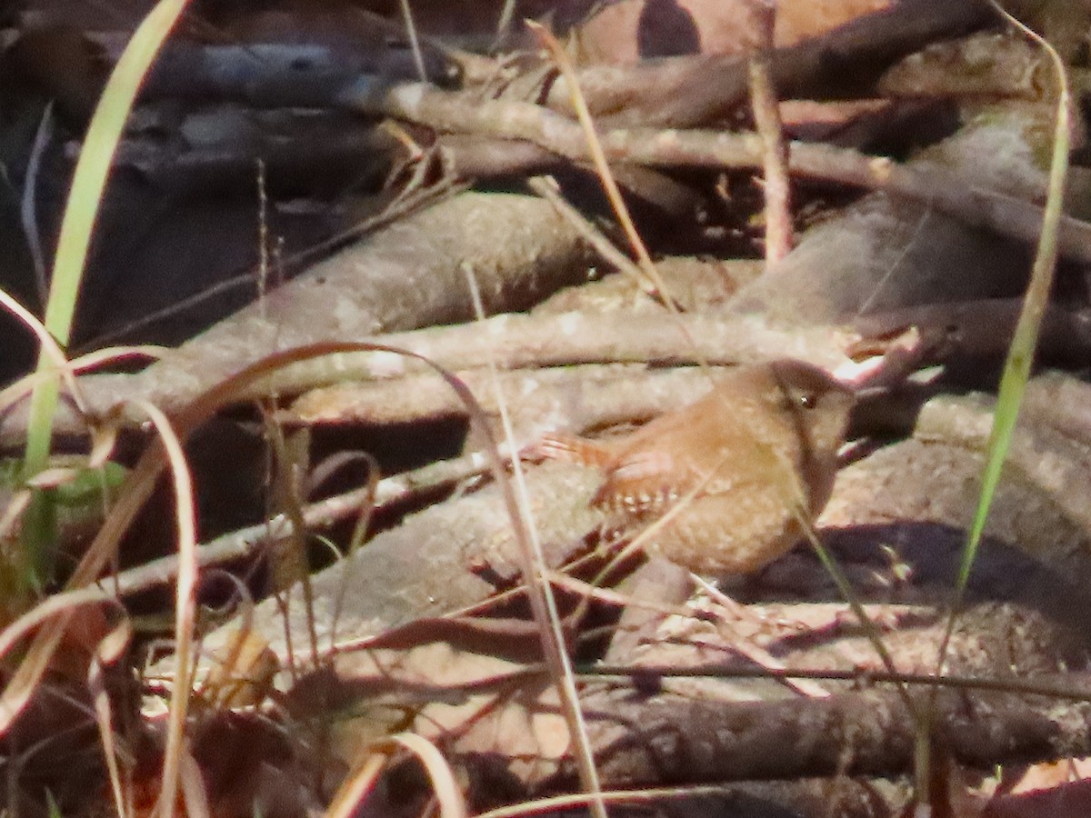 Winter Wren - ML647202750