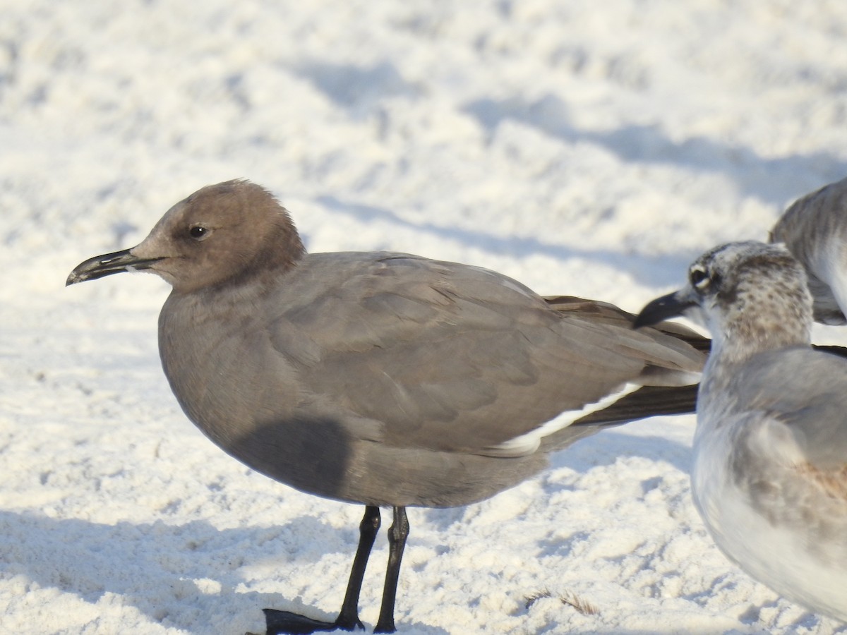 Мартин сірий - ML647202752