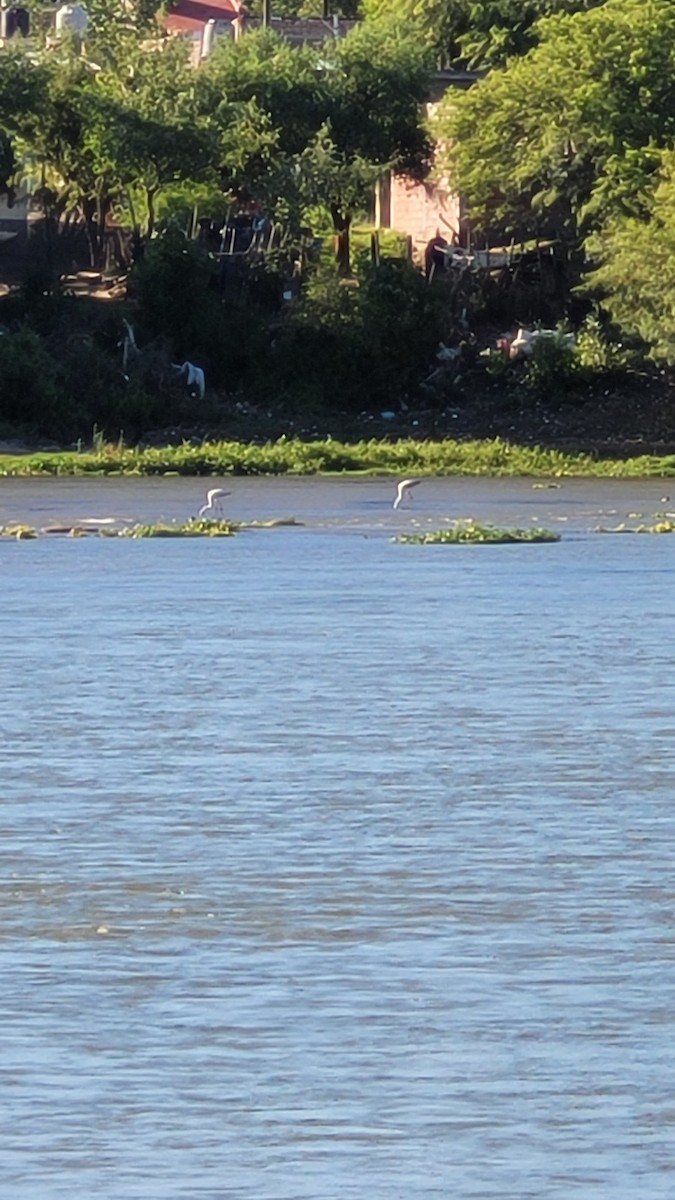 Fenicottero cileno - ML647202754